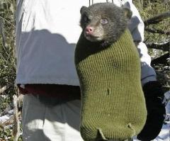 Энтузиасты спасли от гибели новорожденных медвежат