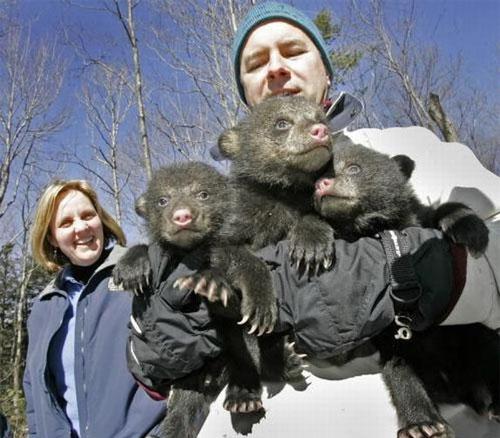 Энтузиасты спасли от гибели новорожденных медвежат