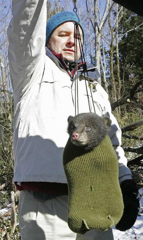 Энтузиасты спасли от гибели новорожденных медвежат