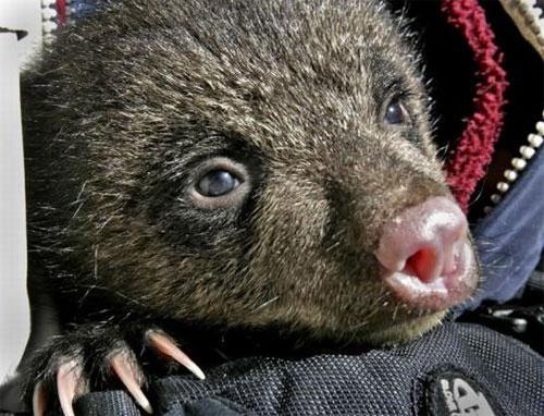 Энтузиасты спасли от гибели новорожденных медвежат