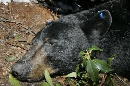 Энтузиасты спасли от гибели новорожденных медвежат