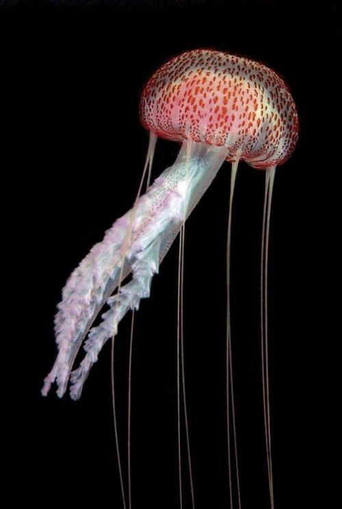 Лучшие подводные фотографии начала 2011 года