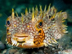 Лучшие подводные фотографии начала 2011 года