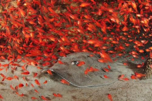 Лучшие подводные фотографии начала 2011 года