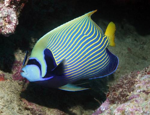 Лучшие подводные фотографии начала 2011 года