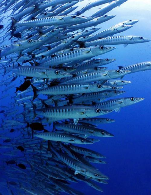 Лучшие подводные фотографии начала 2011 года