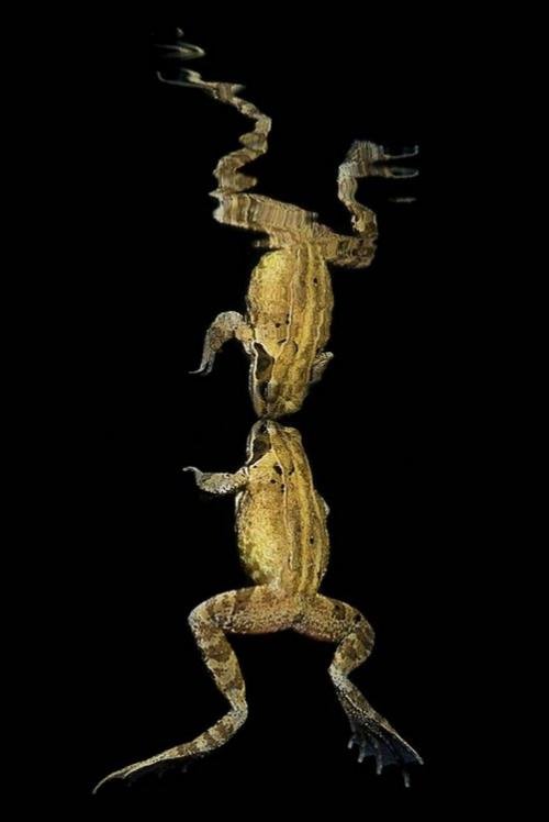 Лучшие подводные фотографии начала 2011 года