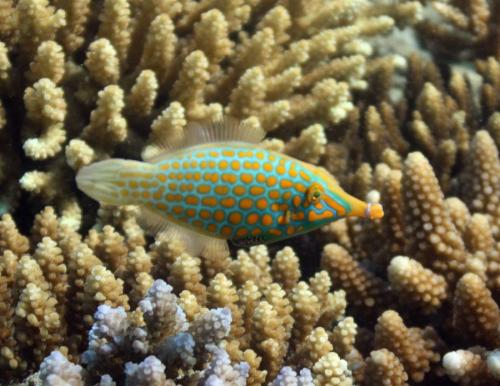 Лучшие подводные фотографии начала 2011 года