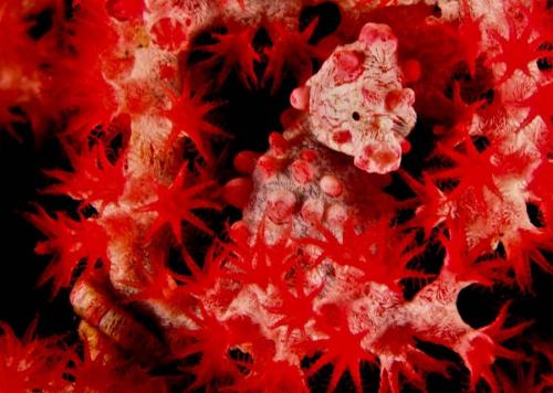 Лучшие подводные фотографии начала 2011 года