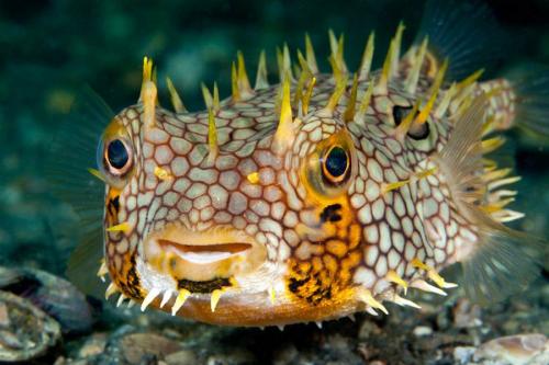 Лучшие подводные фотографии начала 2011 года