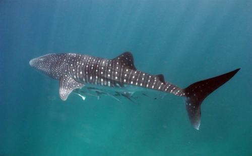 Лучшие подводные фотографии начала 2011 года