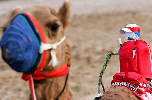 Роботы выбили людей из  седла