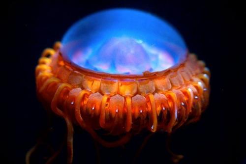 Медуза АтоллаМедузы Атолла обитают на глубине, превышающей 700 метров. Они способны загораться, как светлячки. Это свойство медузы используют для защиты: если какой-нибудь хищник схватит Атоллу, она начинает ярко светиться. Это феерическое шоу привлекает более крупную рыбу, которая заинтересуется скорее хищником, напавшим на Атоллу, и тогда у медузы появляется шанс спастись.
