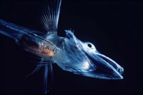 Обыкновенная ледяная рыба, или щуковидная белокровкаЭта рыба обитает в глубоких водах Антарктиды и прекрасно себя чувствует в температурах ниже нуля, а также на глубине до одного километра. В их крови есть антифризный белок, который не позволяет замёрзать крови и мягким тканям.