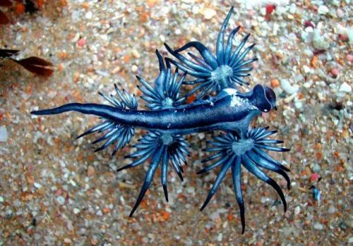 10 морских существ, похожих на инопланетян