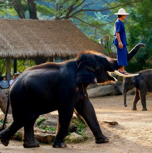 Самые сильные существа на земле