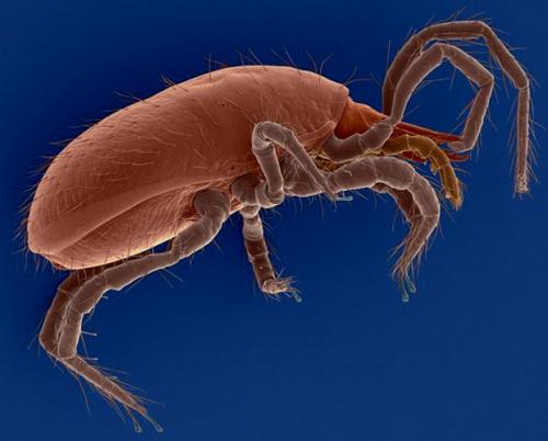 Самые сильные существа на земле