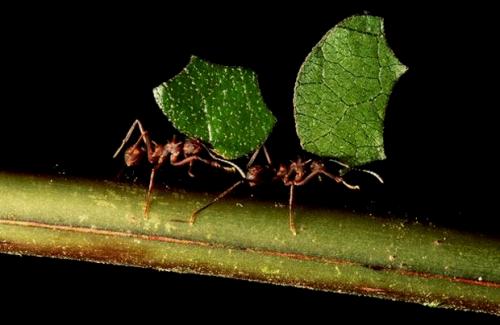 Самые сильные существа на земле