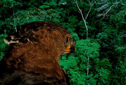 Самые сильные существа на земле