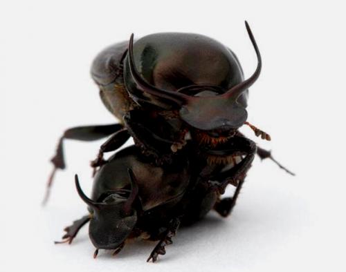 Самые сильные существа на земле