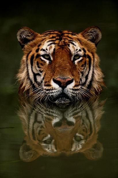 Самые сильные существа на земле