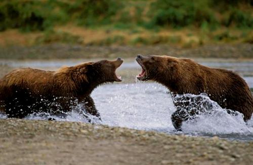 Самые сильные существа на земле