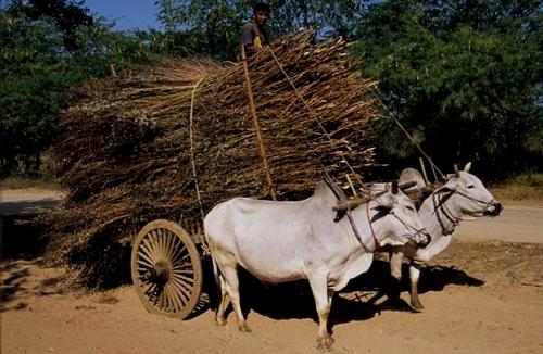 Самые сильные существа на земле