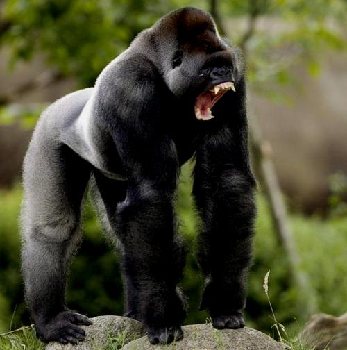 Самые сильные существа на земле