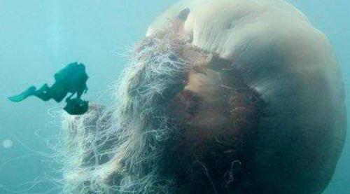 Древние виды, которые ещё живут на Земле