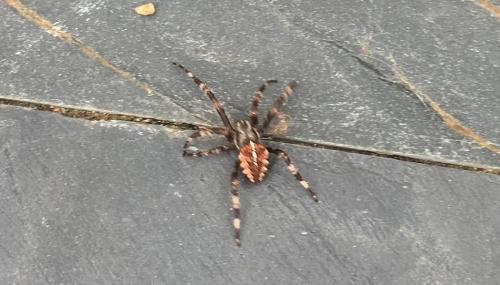 Плохая погода спровоцировала нашествие пауков-гигантов в домохозяйства Британии