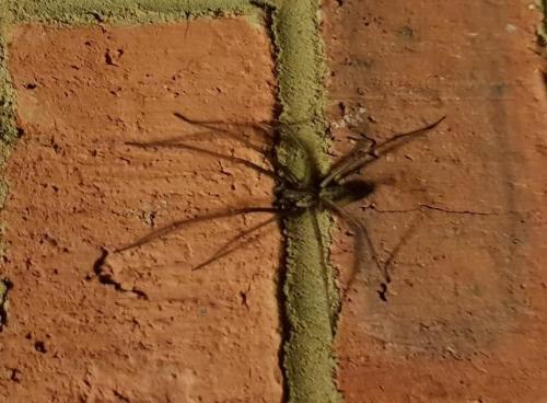 Плохая погода спровоцировала нашествие пауков-гигантов в домохозяйства Британии