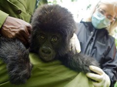 Детеныша гориллы спасли из рук браконьеров