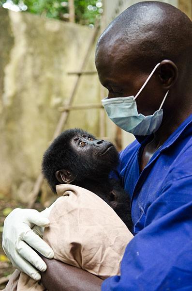 Детеныша гориллы спасли из рук браконьеров