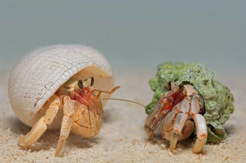 Поляк заглянул в глаза гусеницам и богомолам