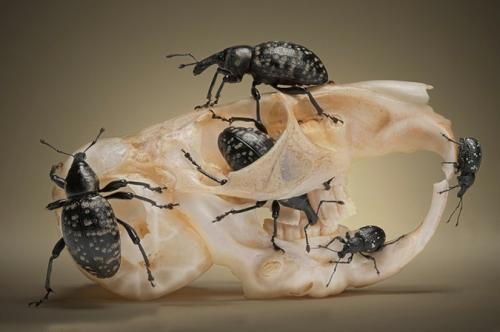 Поляк заглянул в глаза гусеницам и богомолам