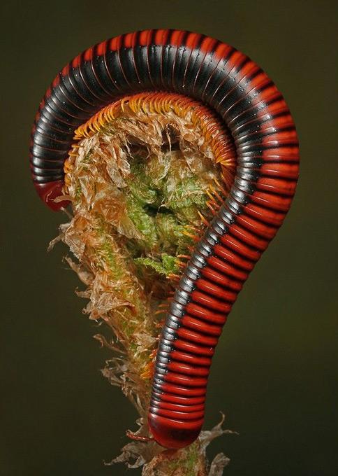 Поляк заглянул в глаза гусеницам и богомолам