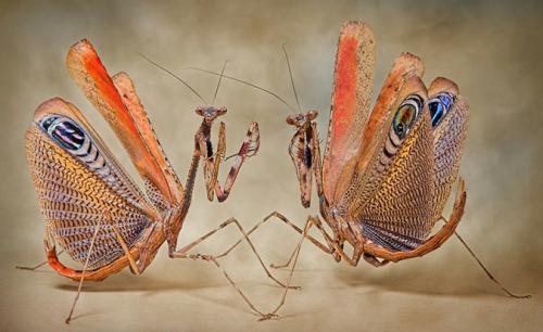 Поляк заглянул в глаза гусеницам и богомолам
