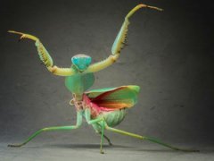 Поляк заглянул в глаза гусеницам и богомолам