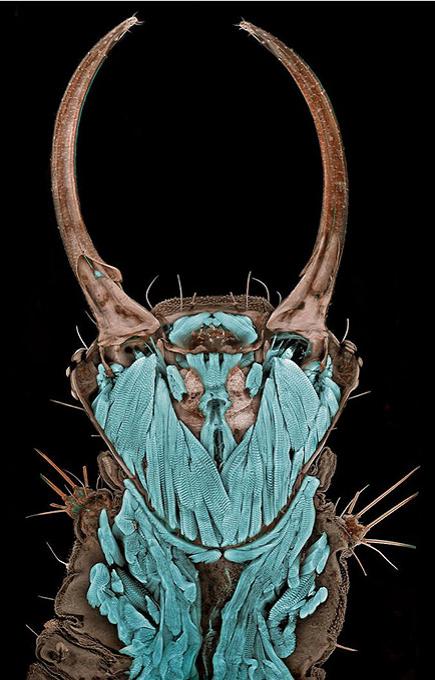 Поляк заглянул в глаза гусеницам и богомолам