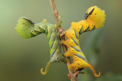 Поляк заглянул в глаза гусеницам и богомолам