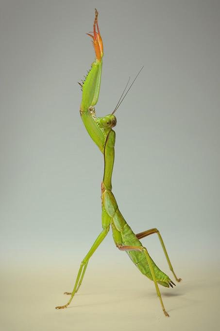 Поляк заглянул в глаза гусеницам и богомолам