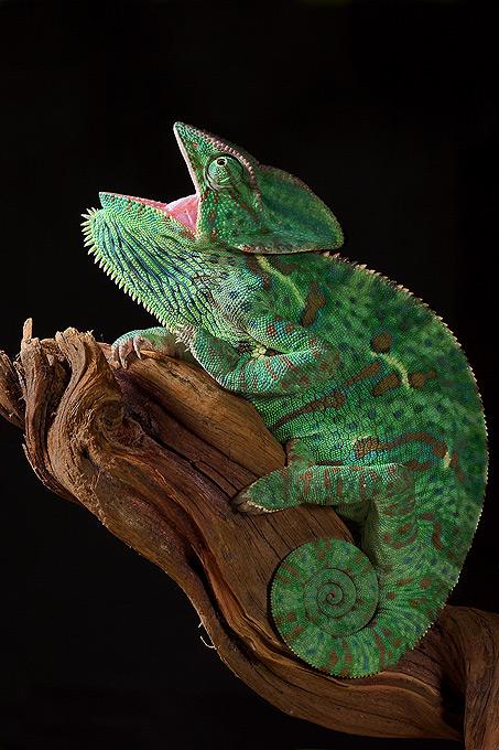 Поляк заглянул в глаза гусеницам и богомолам