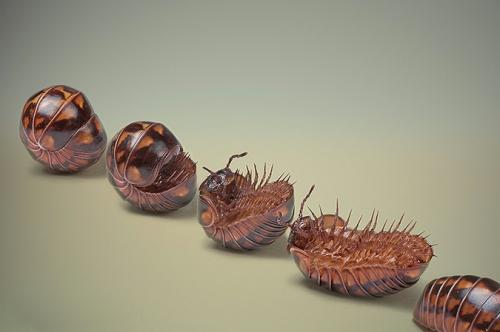 Поляк заглянул в глаза гусеницам и богомолам