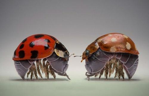 Поляк заглянул в глаза гусеницам и богомолам