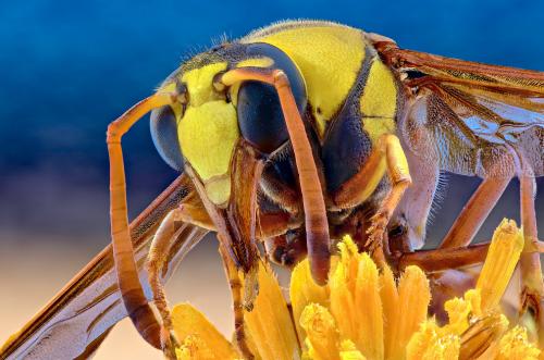 Макрофотографии насекомых