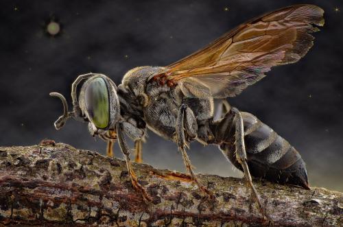 Макрофотографии насекомых