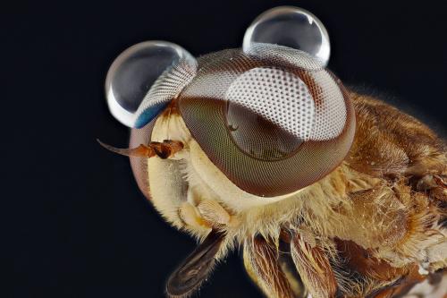 Макрофотографии насекомых