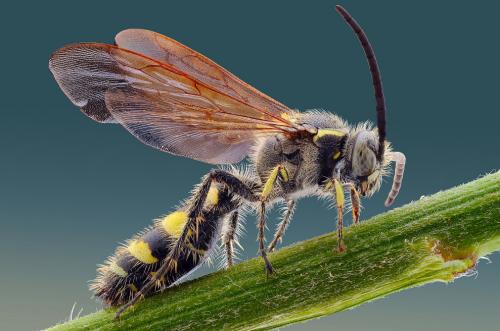 Макрофотографии насекомых