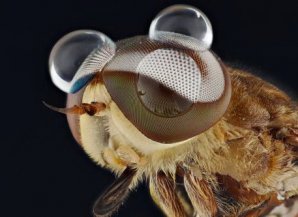 Макрофотографии насекомых