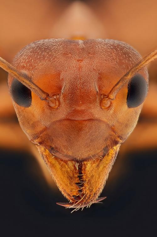 Макрофотографии насекомых